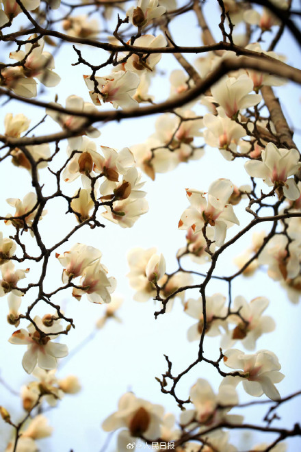 玉兰花可太懂中式美学了