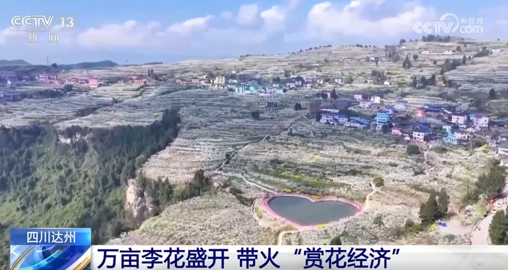 “以花兴业+以景促旅+以绿生金”点亮乡村振兴新路径 “赏花经济”激发新动能