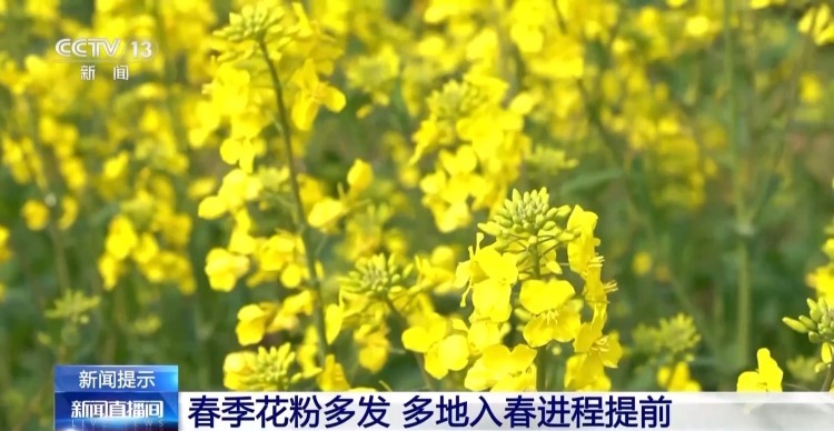 花粉过敏其实与“花”无关 它才是元凶→