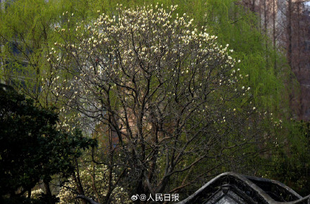 玉兰花可太懂中式美学了