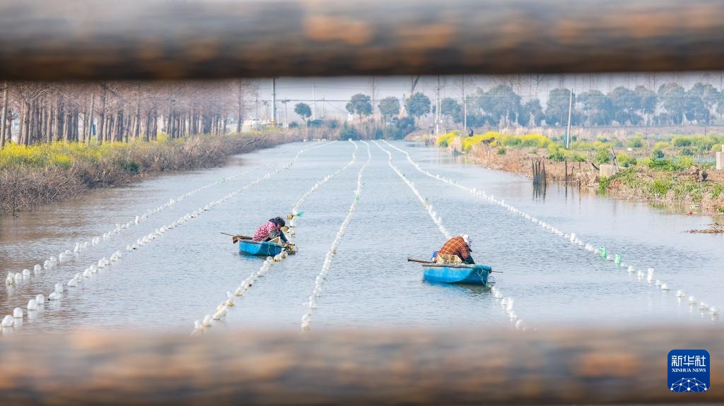江苏泗洪:初春种蚌忙 江苏泗洪:初春种蚌忙