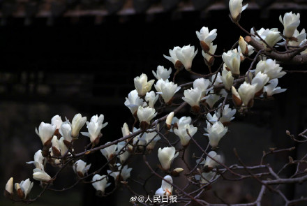 玉兰花可太懂中式美学了