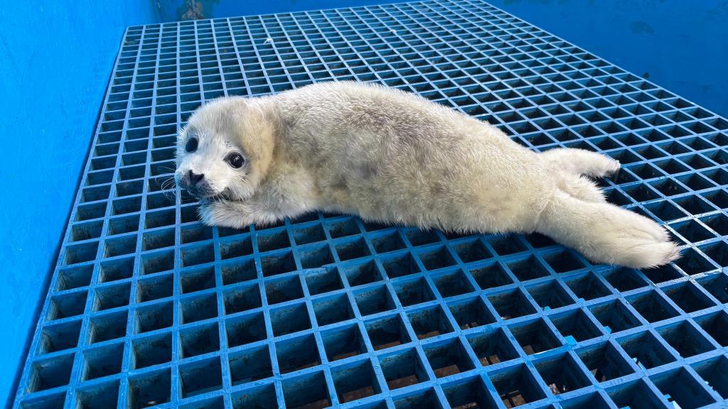 这群被救助的斑海豹,有宝宝了 这群被救助的斑海豹,有宝宝了