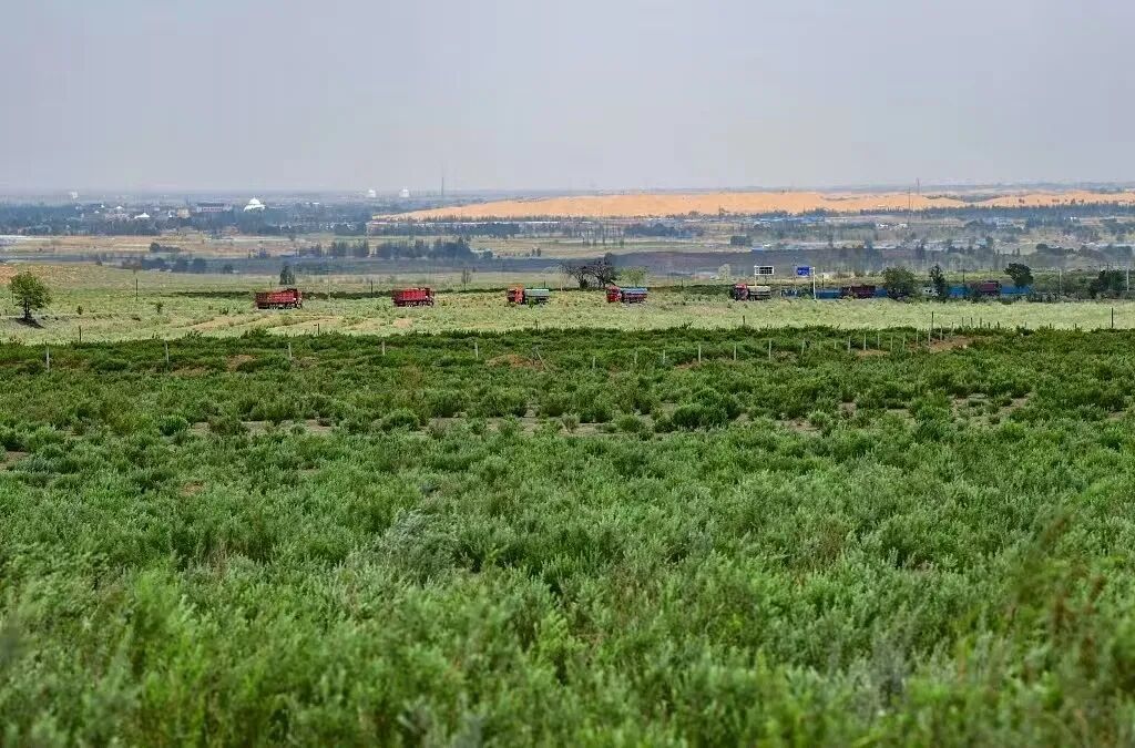 种树40年，她的钢钎磨短了60厘米