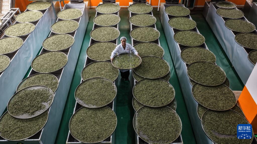 广西三江:早春茶飘香 广西三江:早春茶飘香