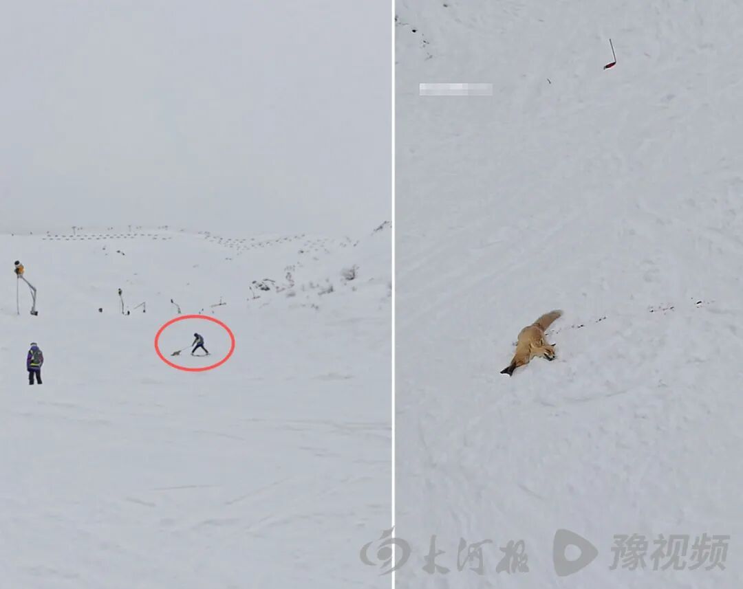 阿勒泰一野生狐狸咬人后被打死？当地通报：系短暂晕厥，目前生命体征平稳，已放归自然