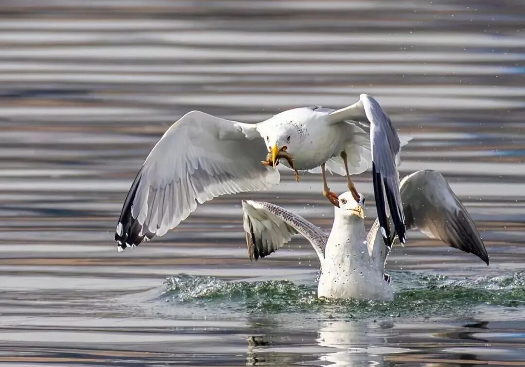 候鸟翩跹！来赴京城“生态之约”