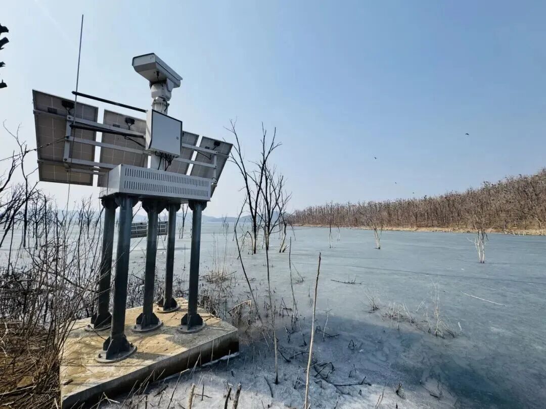 候鸟翩跹！来赴京城“生态之约”