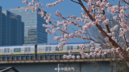 春日限定！北京轻轨穿梭在花海间