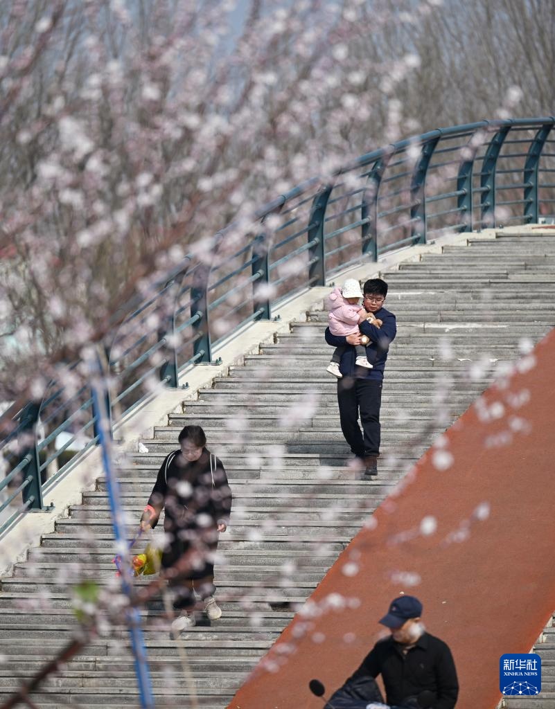 天津：春光明媚 桃花初绽