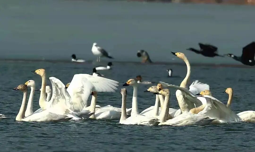 候鸟翩跹！来赴京城“生态之约”