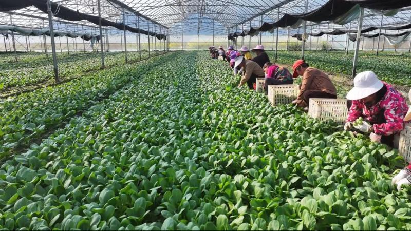 江西:春菜新鲜上市 供应稳定价格亲民 江西:春菜新鲜上市 供应稳定价格亲民