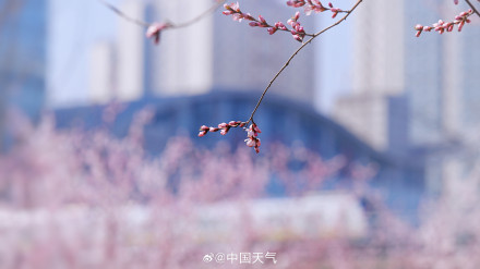 春日限定！北京轻轨穿梭在花海间