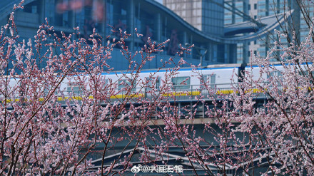 春日限定！当北京轻轨与盛放花海同框