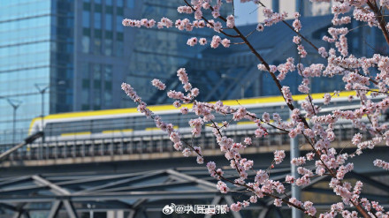 春日限定！当北京轻轨与盛放花海同框