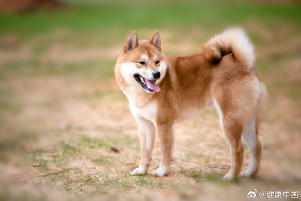 预防狂犬病，避开这三个常见误区