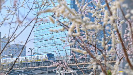 春日限定！北京轻轨穿梭在花海间