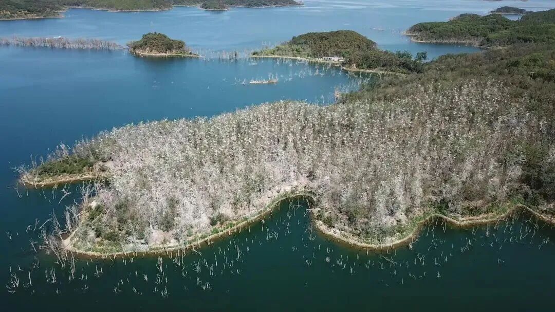 候鸟翩跹！来赴京城“生态之约”