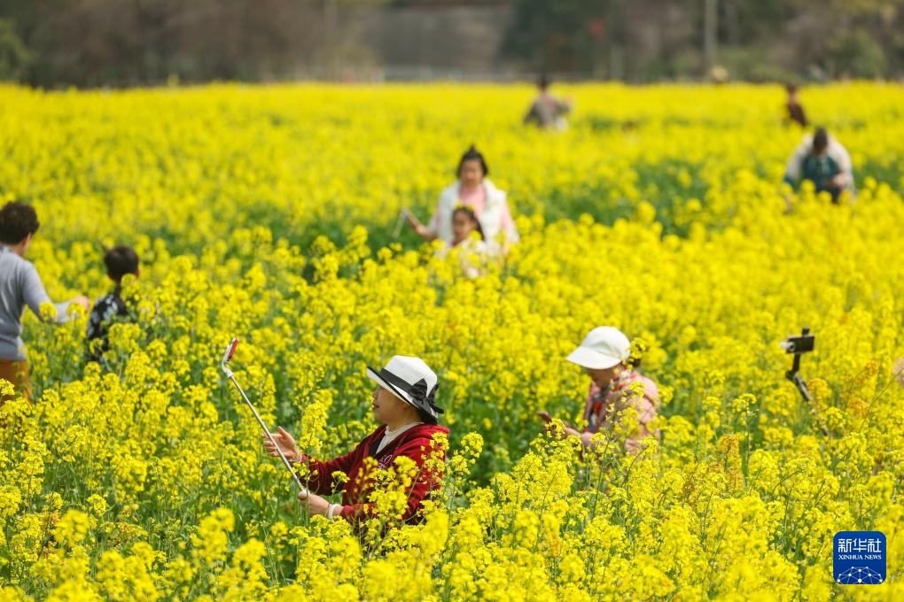 浙江建德:“以花为媒”释放“春日经济”消费新活力 浙江建德:“以花为媒”释放“春日经济”消费新活力