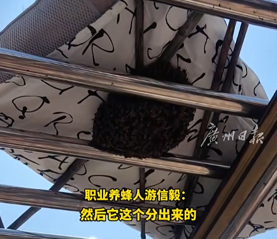 神奇!女子晒枕头,结果引来一窝蜜蜂... 神奇!女子晒枕头,结果引来一窝蜜蜂...