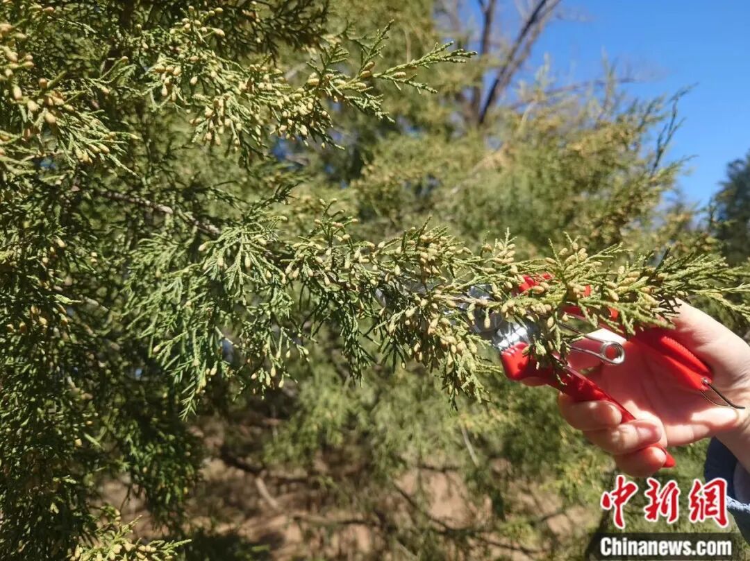 花粉季来袭,如何破解春日里的健康考题? 花粉季来袭,如何破解春日里的健康考题?