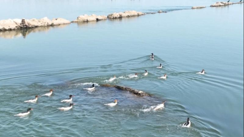 江西吉安：50余只中华秋沙鸭现身赣江万安段