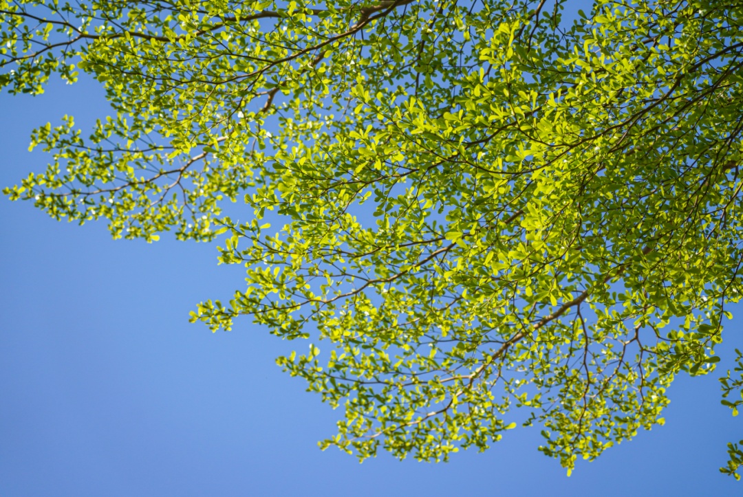 未来三天广州气温回升,昼夜温差超10℃ 未来三天广州气温回升,昼夜温差超10℃