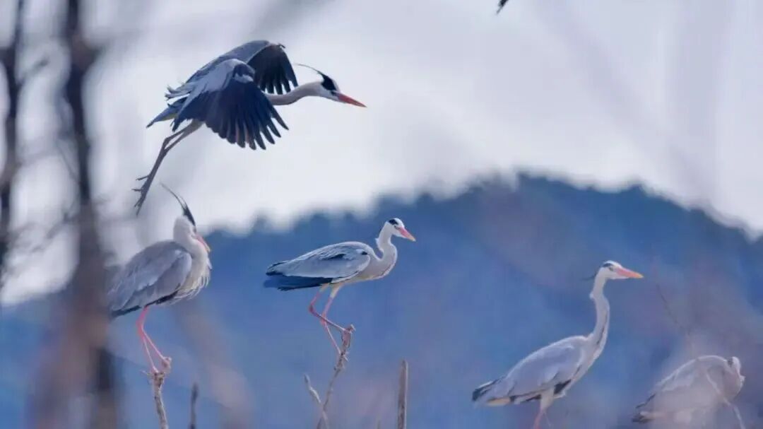 候鸟翩跹！来赴京城“生态之约”