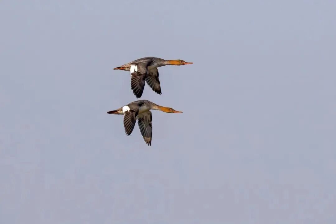 候鸟翩跹！来赴京城“生态之约”