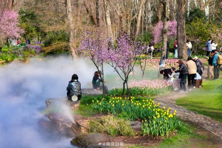 春日限定！春季花展在南京中山植物园启幕