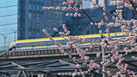 春日限定！北京轻轨穿梭在花海间