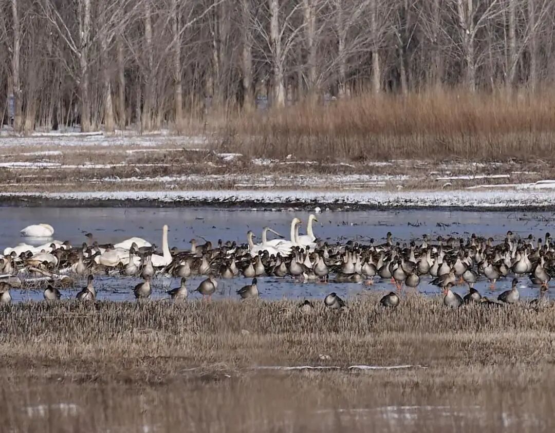 候鸟翩跹！来赴京城“生态之约”