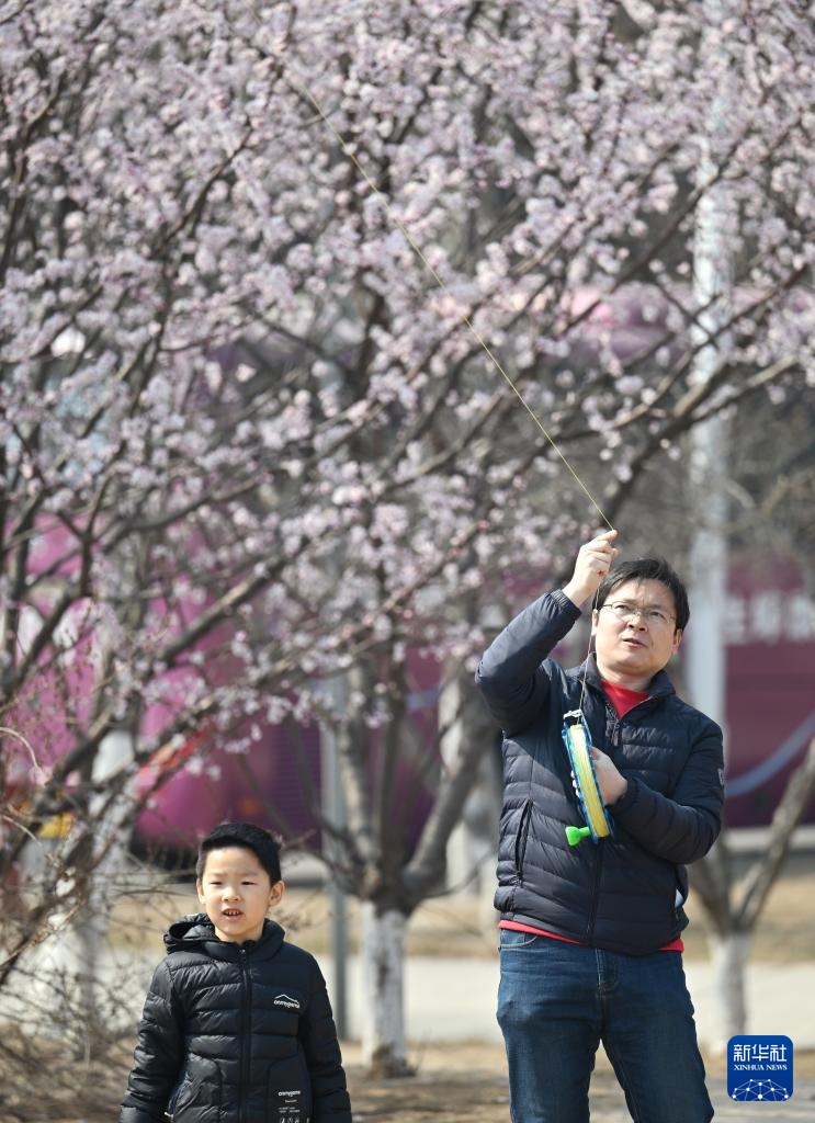 天津：春光明媚 桃花初绽