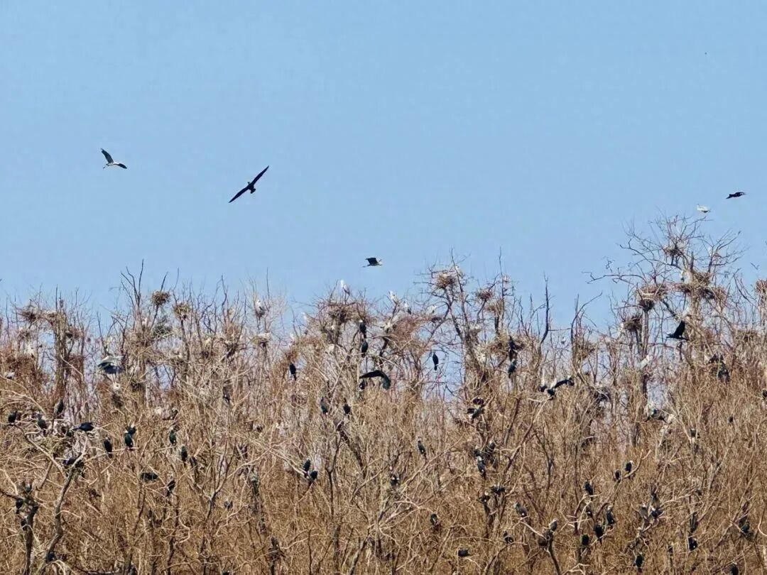候鸟翩跹！来赴京城“生态之约”