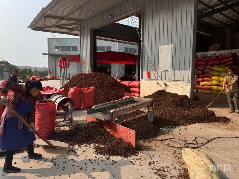 记者送检11份八角9份硫磺超标，买八角别只看颜色鲜亮了！