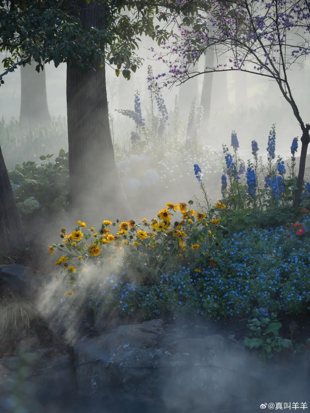 雨雨雨!直冲20℃!南京天气又要大反转 雨雨雨!直冲20℃!南京天气又要大反转