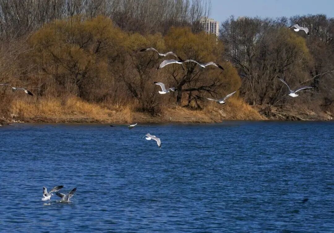 候鸟翩跹！来赴京城“生态之约”