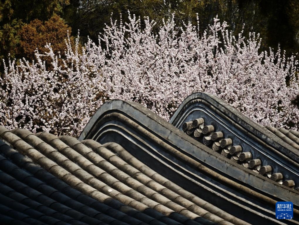 北海公园春色美 北海公园春色美