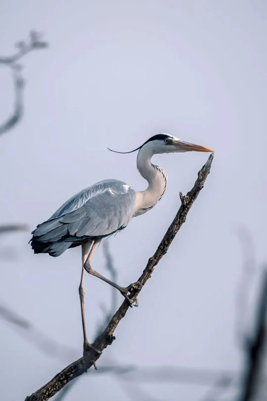 候鸟翩跹！来赴京城“生态之约”