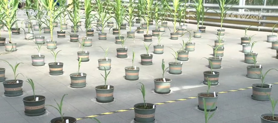 万象“耕”新不负春 科技精准“把脉问诊”为粮食丰收夯实基础 万象“耕”新不负春 科技精准“把脉问诊”为粮食丰收夯实基础