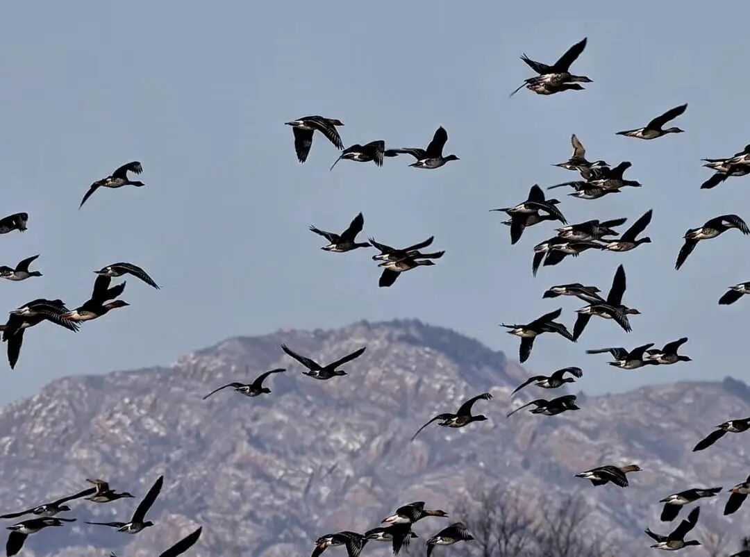 候鸟翩跹！来赴京城“生态之约”