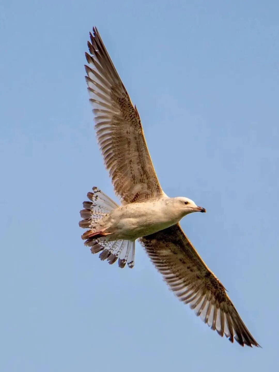 候鸟翩跹！来赴京城“生态之约”
