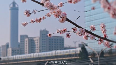 春日限定！北京轻轨穿梭在花海间