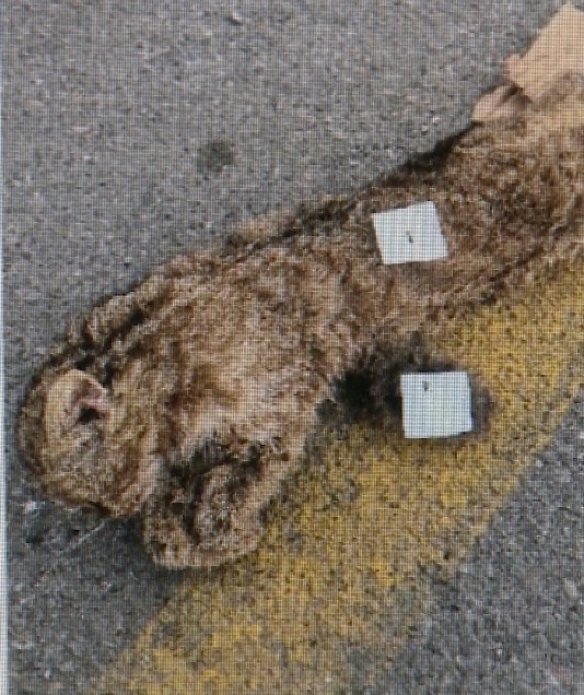 北京一男子猎捕野生动物被判刑