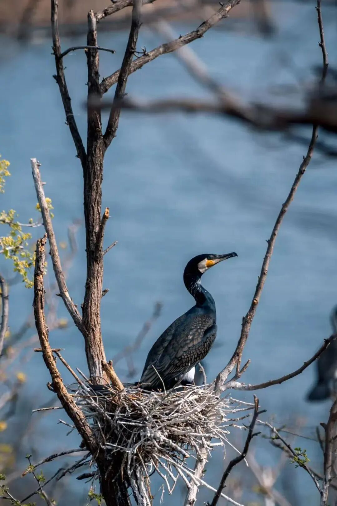 候鸟翩跹！来赴京城“生态之约”