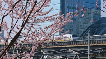 春日限定！当北京轻轨与盛放花海同框