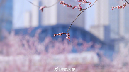 春日限定！当北京轻轨与盛放花海同框