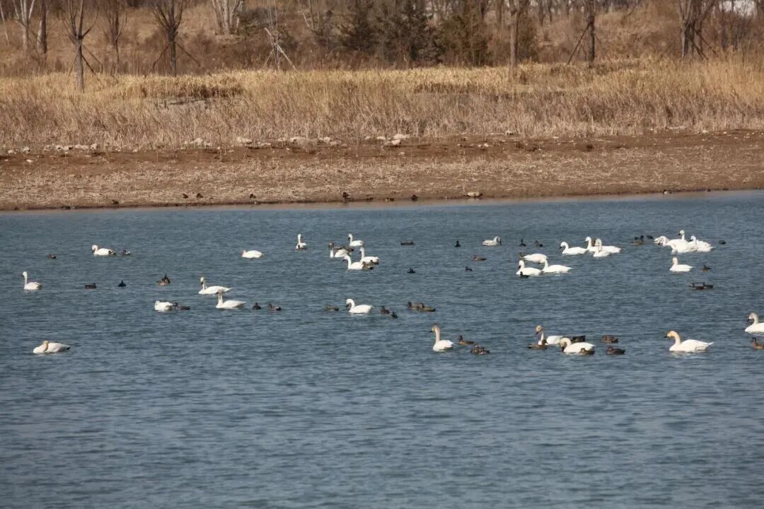 候鸟翩跹！来赴京城“生态之约”
