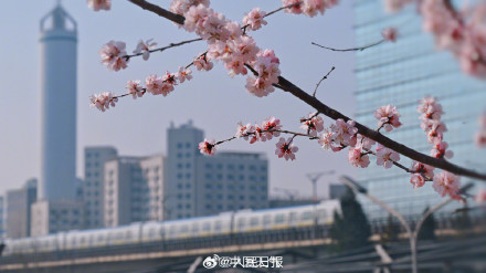 春日限定！当北京轻轨与盛放花海同框