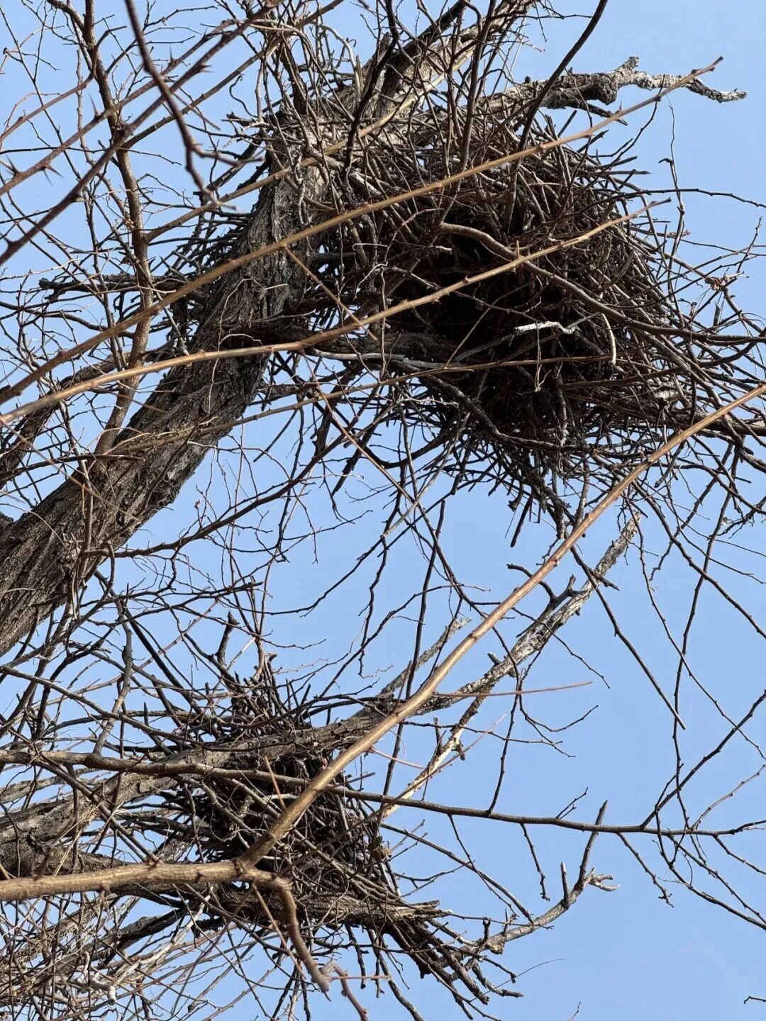 候鸟翩跹！来赴京城“生态之约”